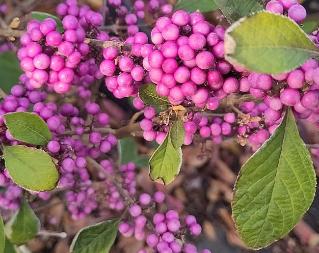 Callicarpa bodinieri 'Profusion'
