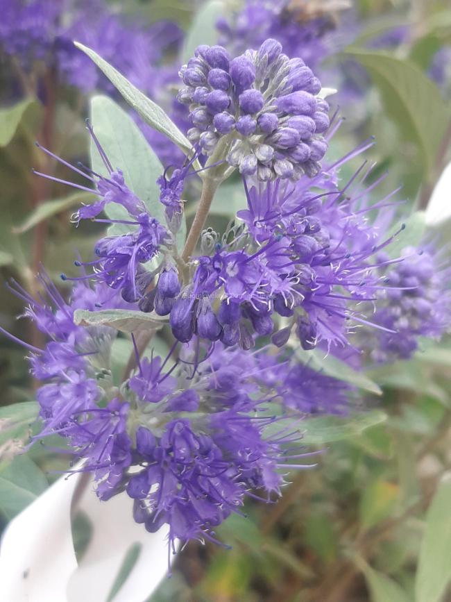 Caryopteris clandonensis 'Heavenly Blue'