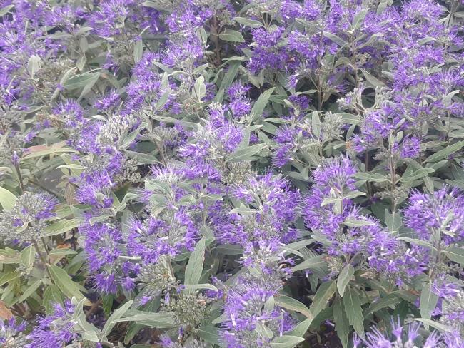 Caryopteris clandonensis 'Heavenly Blue'