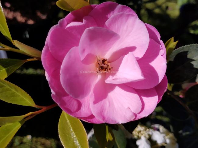 Camellia 'Citation'