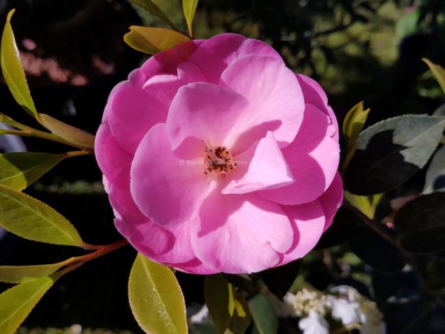 Camellia 'Citation'