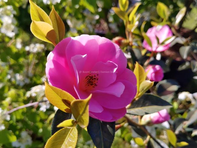 Camellia 'Citation'