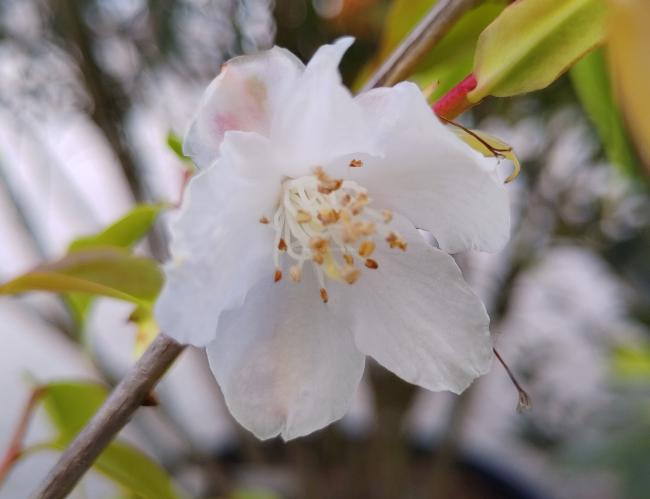 Camellia cuspidata