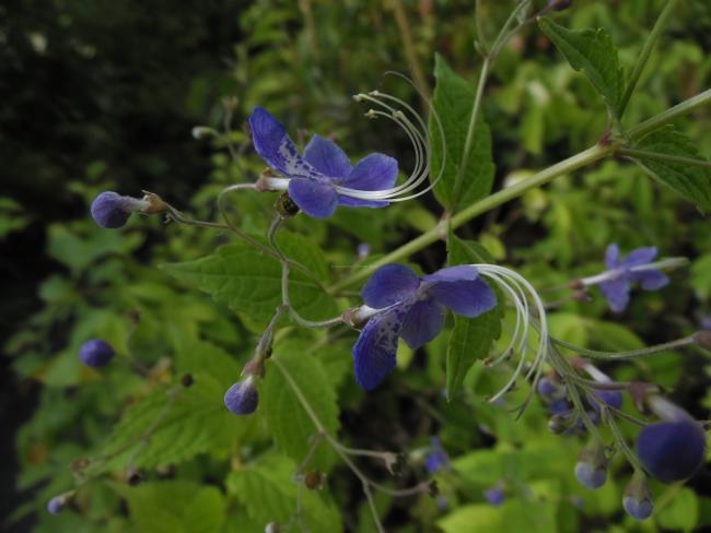 Caryopteris divaricata