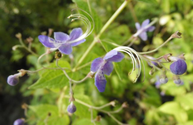 Caryopteris divaricata