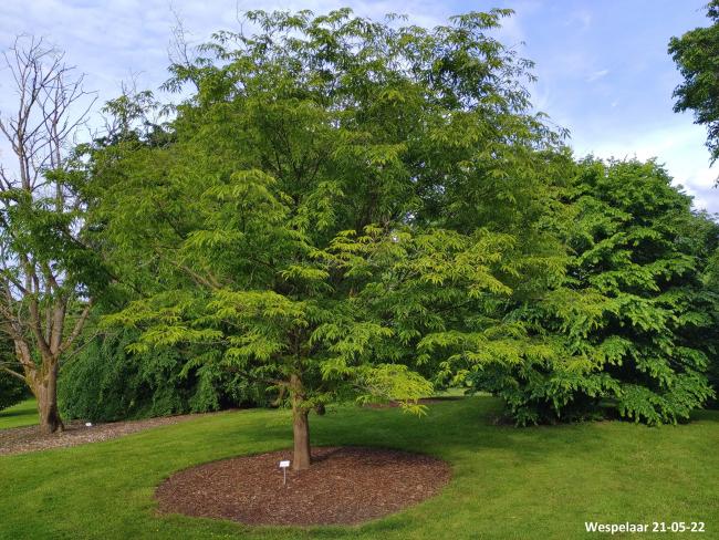 Carpinus japonica