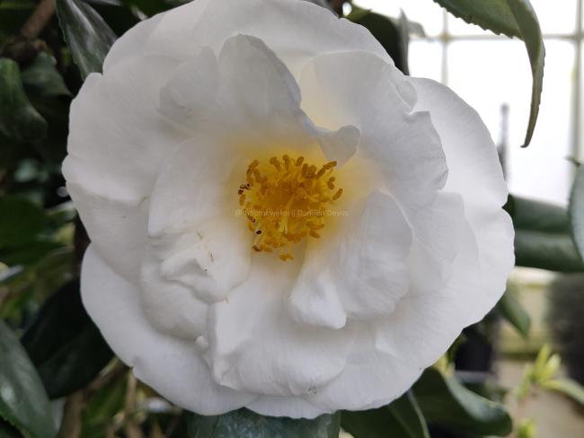 Camellia japonica 'White Nun'