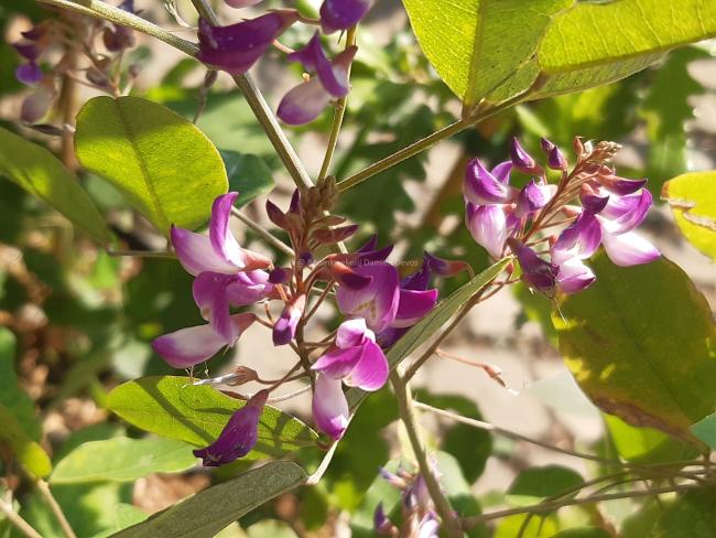 Campylotropis macrocarpa