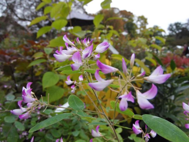 Campylotropis macrocarpa