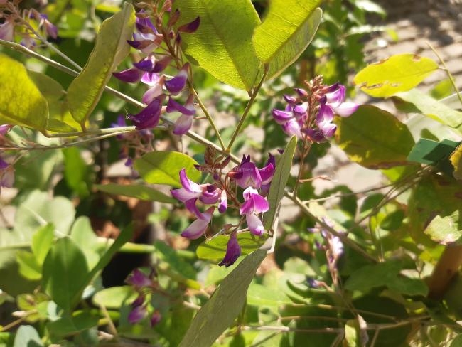 Campylotropis macrocarpa