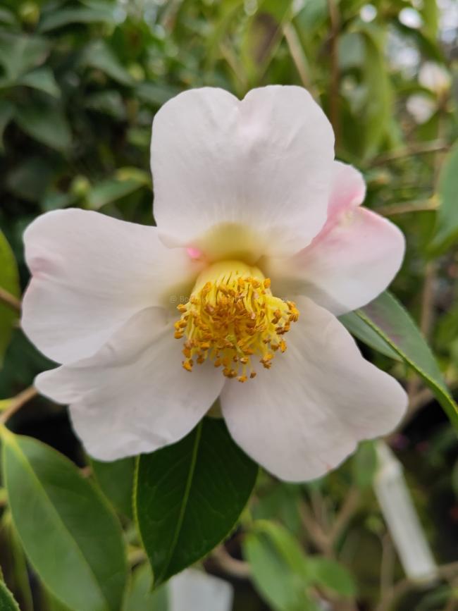 Camellia saluenensis 'Apple Blossom'