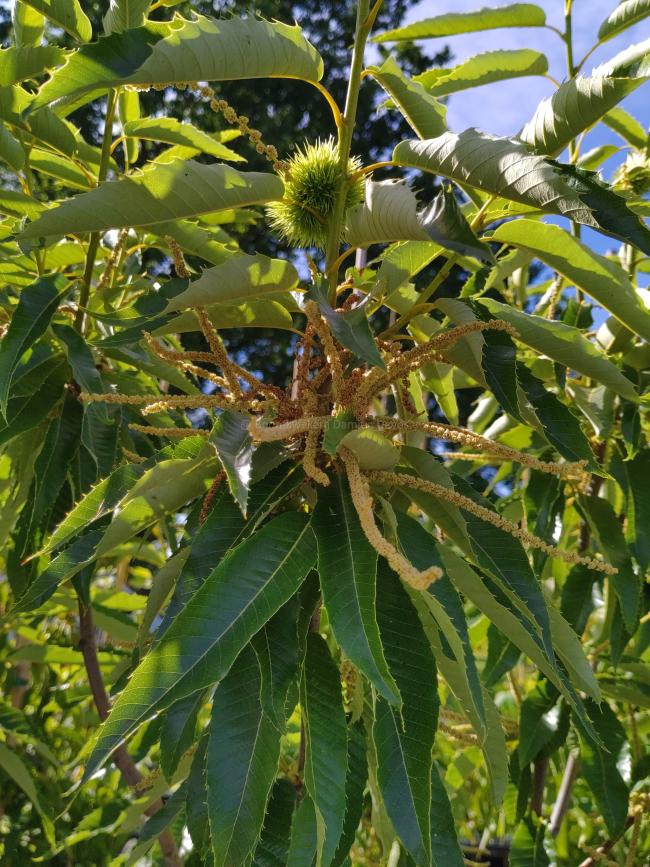 Castanea sativa 'Bouche de Betizac'