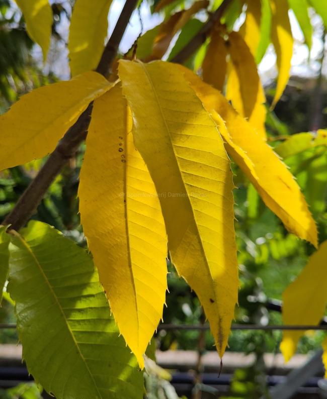 Castanea sativa 'Bouche de Betizac'