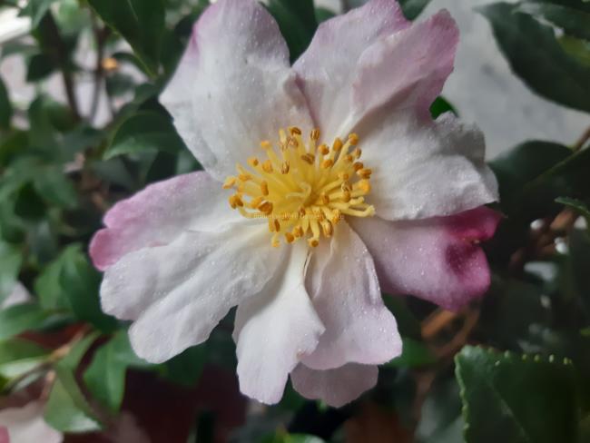 Camellia sasanqua 'Hina Yuki'