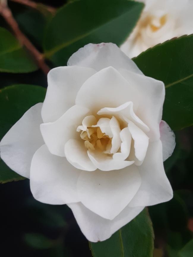 Camellia sasanqua 'Hina Yuki'