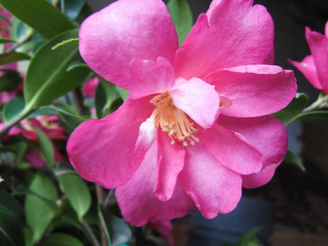 Camellia sasanqua 'Kanjiro'