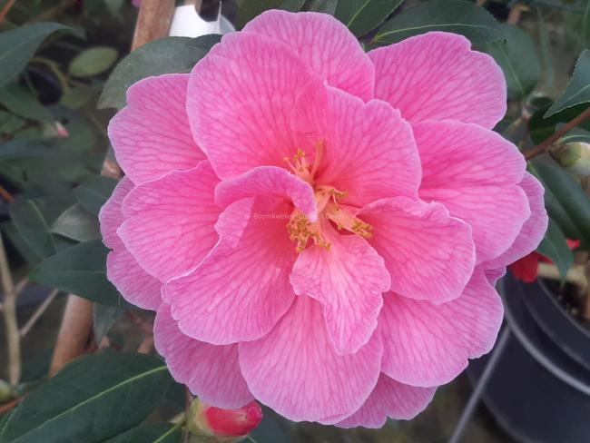 Camellia williamsii 'Donation' (x)