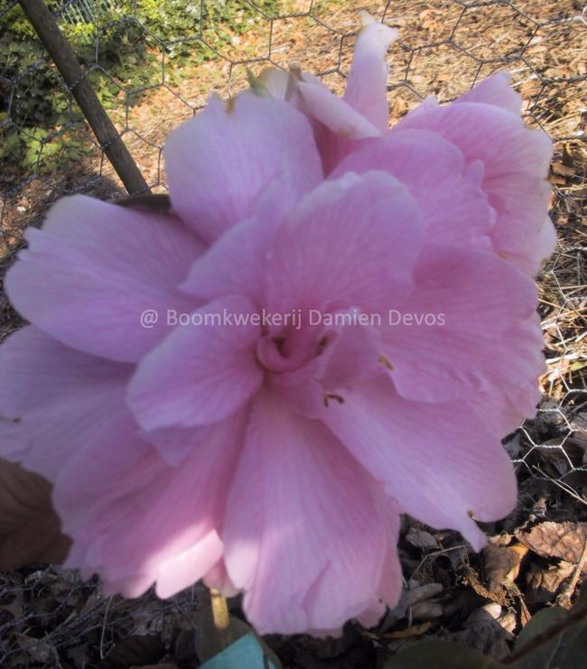 Camellia williamsii 'Donation' (x)