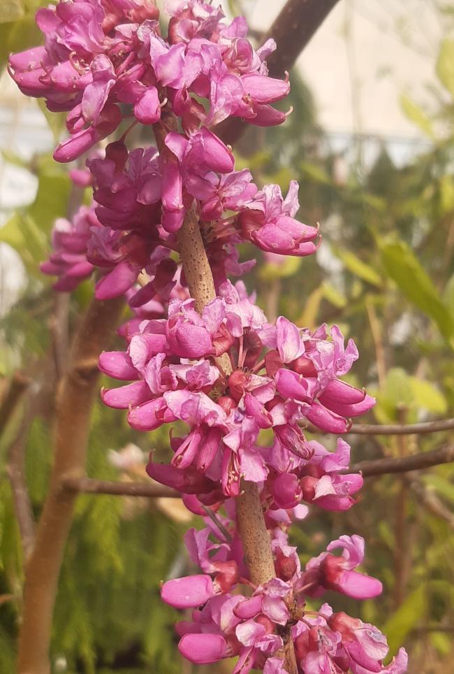 Cercis chinensis 'Avondale'