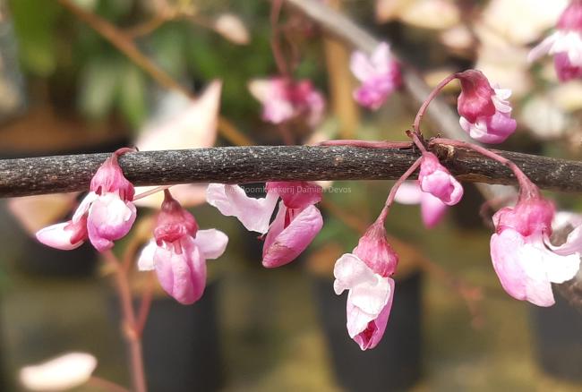 Cercis canadensis 'Carolina Sweetheart'