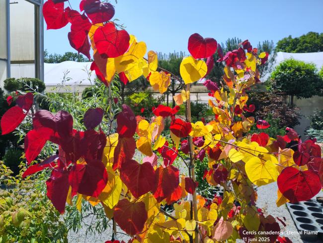 Cercis canadensis 'Eternal Flame'
