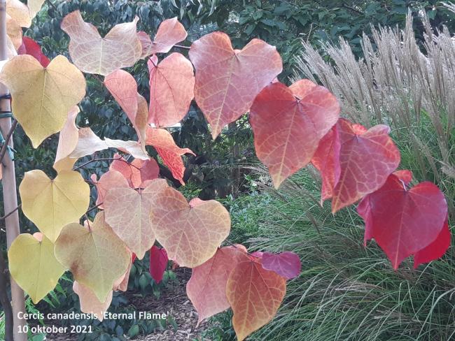 Cercis canadensis 'Eternal Flame'