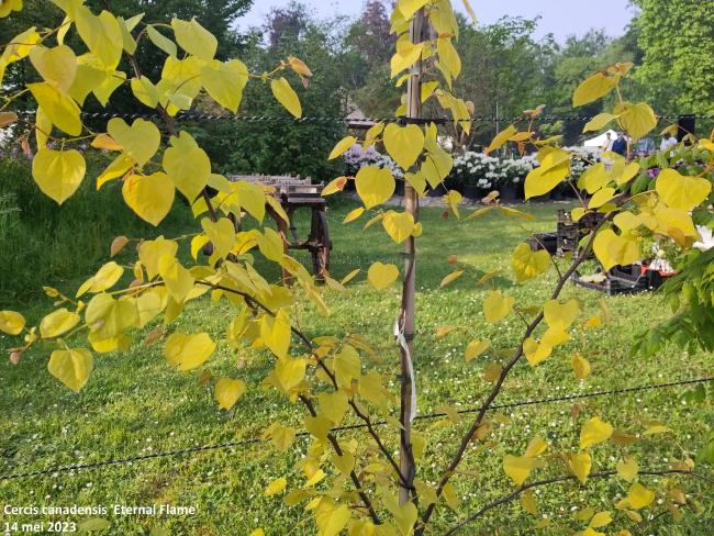 Cercis canadensis 'Eternal Flame'