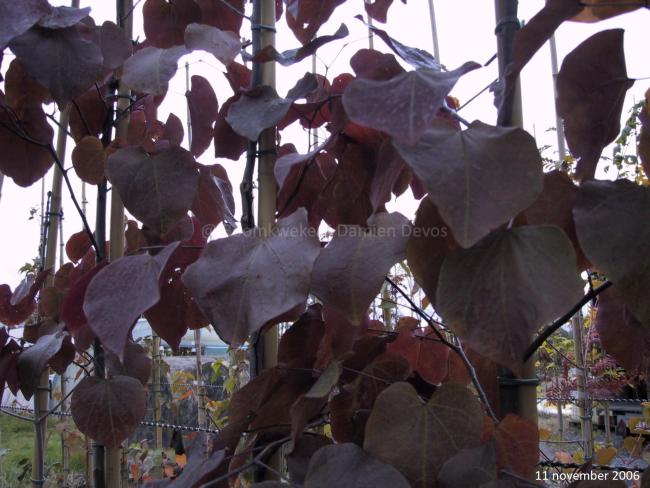Cercis canadensis 'Forest Pansy'