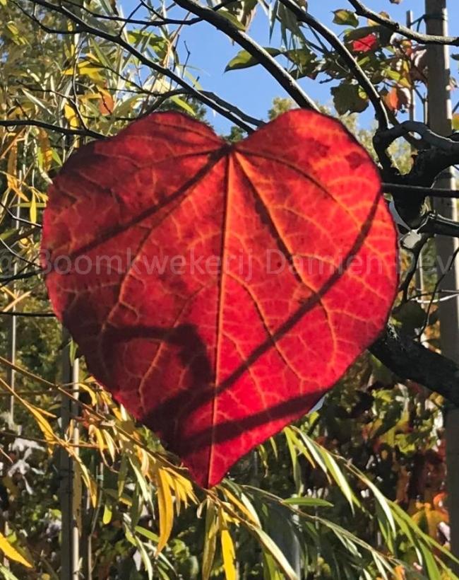 Cercis canadensis 'Forest Pansy'