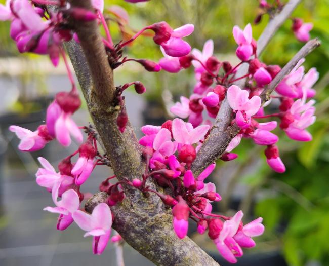 Cercis canadensis 'Forest Pansy'