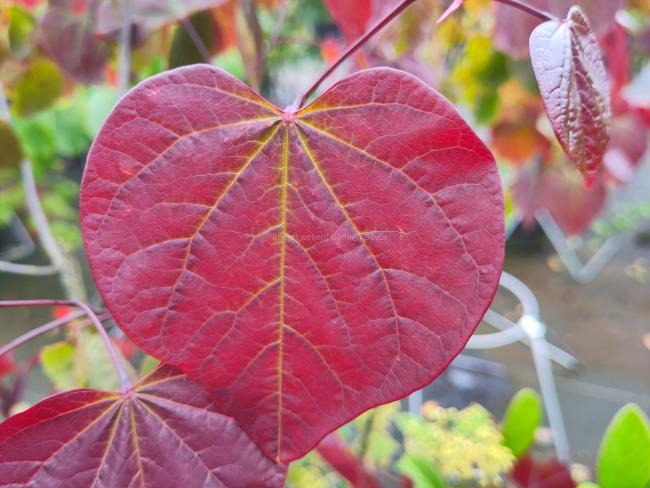 Cercis canadensis 'Forest Pansy'