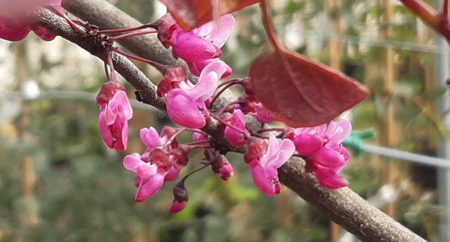 Cercis canadensis 'Merlot'
