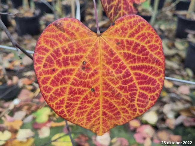 Cercis canadensis 'Ruby Falls'®