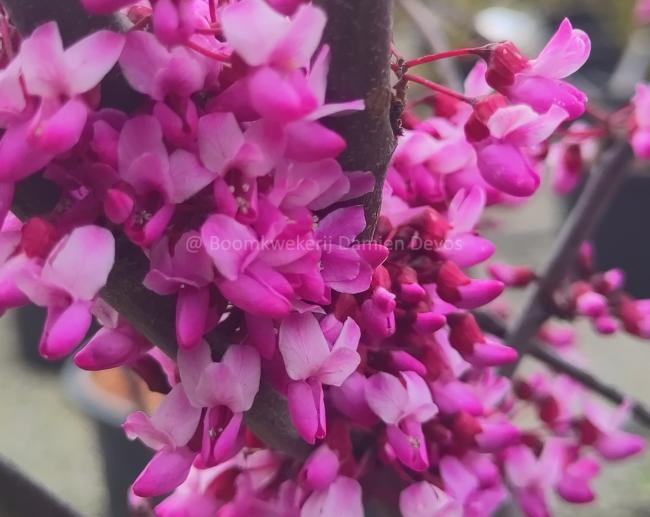 Cercis canadensis 'Red Force'®