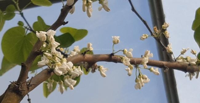 Cercis canadensis 'Royal White'