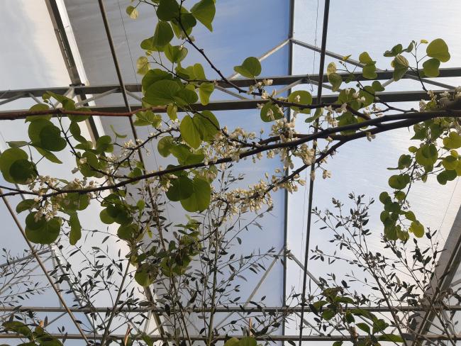 Cercis canadensis 'Royal White'