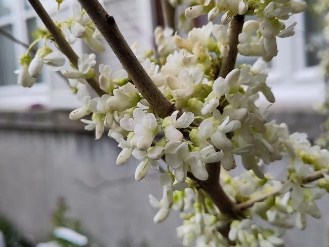 Cercis chinensis 'Shirobana'