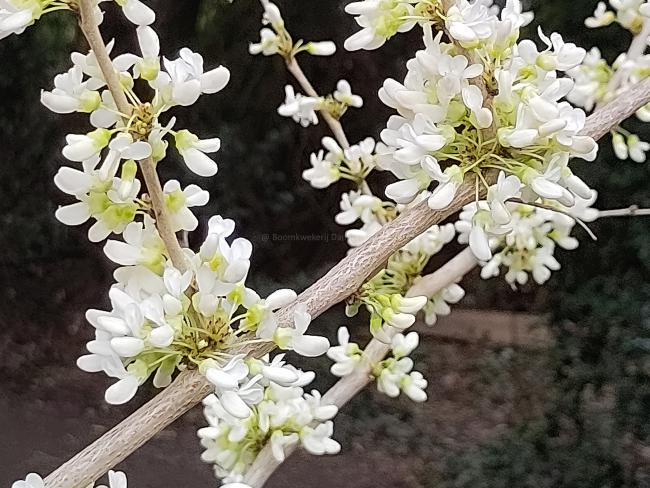 Cercis chinensis 'Shirobana'