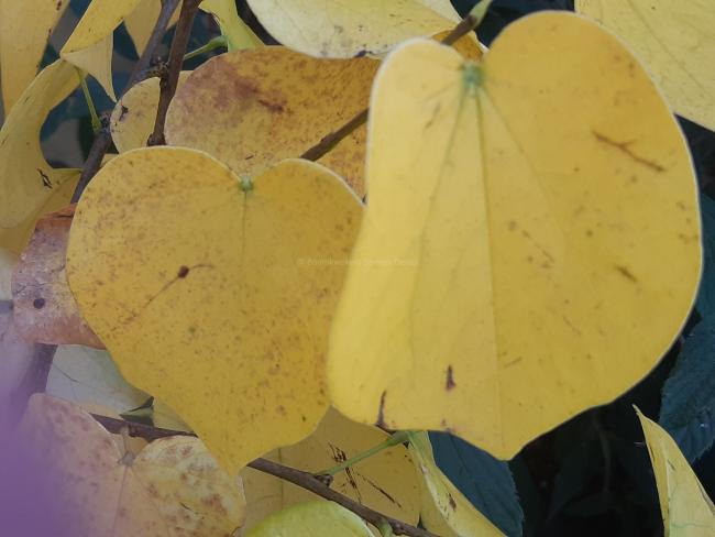 Cercis chinensis 'Shirobana'