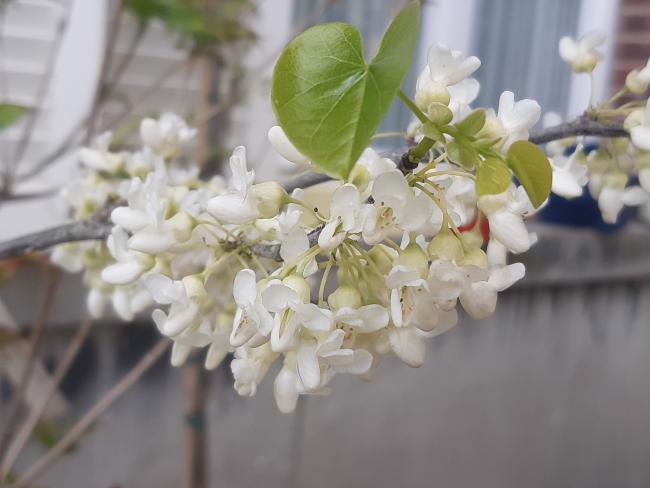 Cercis canadensis 'Texas White'