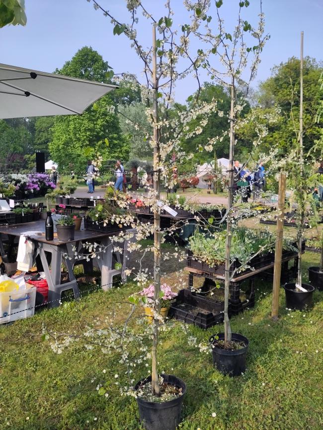 Cercis canadensis 'Texas White'