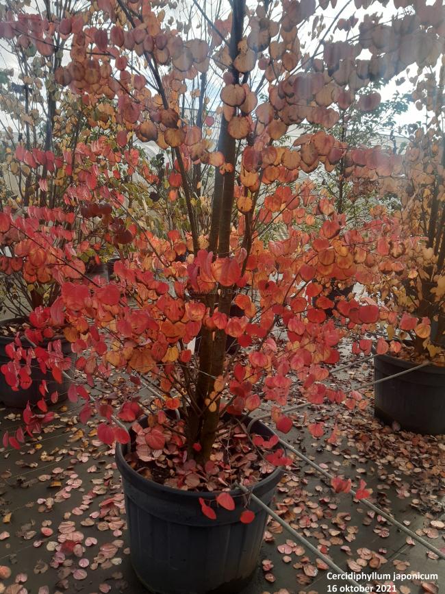 Cercidiphyllum japonicum