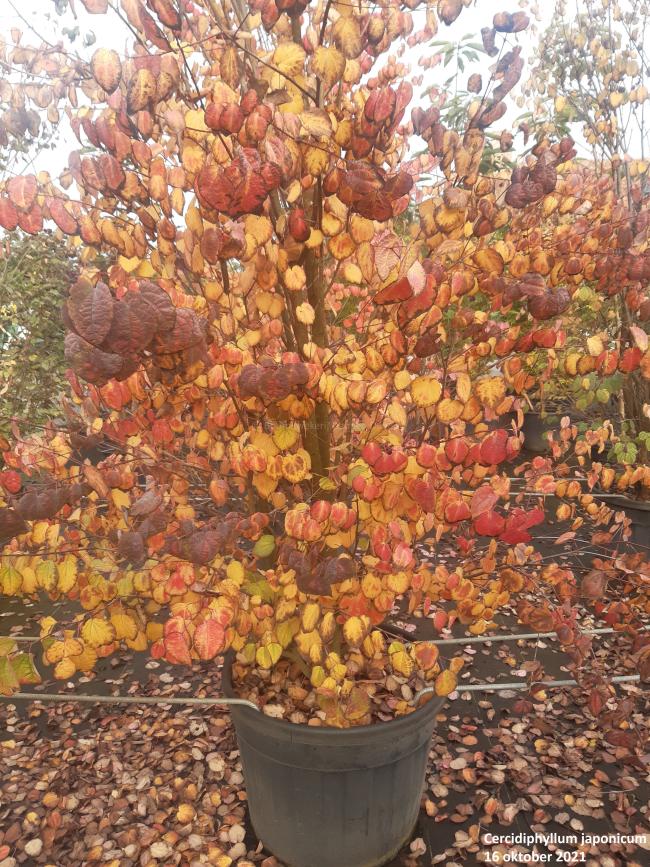 Cercidiphyllum japonicum