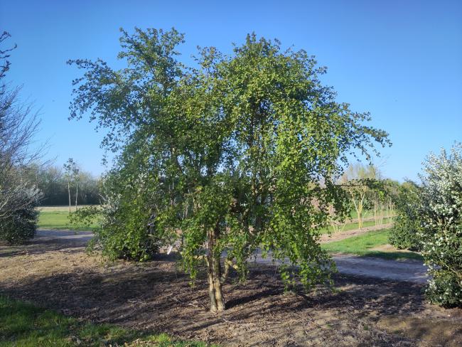 Cercidiphyllum japonicum 'Pendulum'