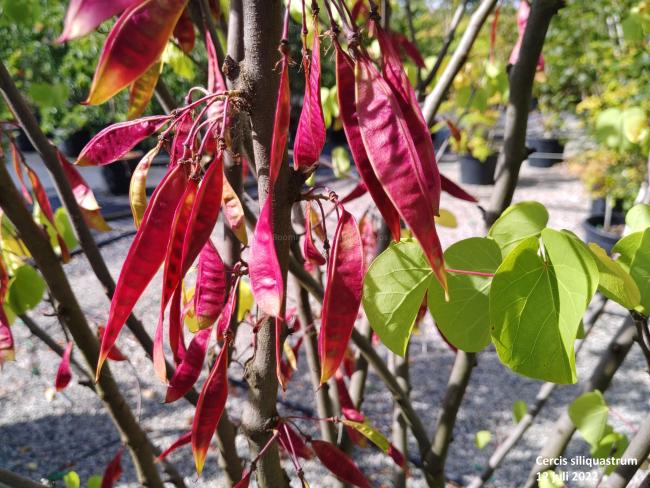 Cercis siliquastrum