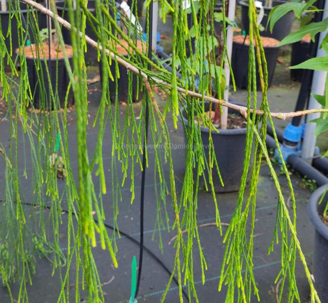 Chamaecyparis lawsoniana 'Imbricata Pendula'