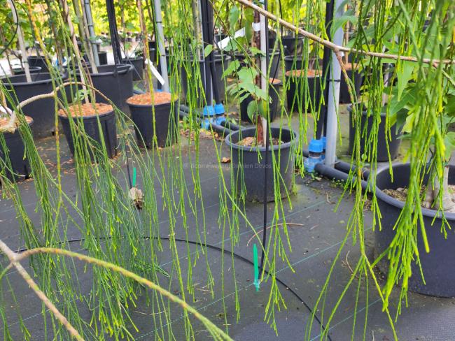 Chamaecyparis lawsoniana 'Imbricata Pendula'