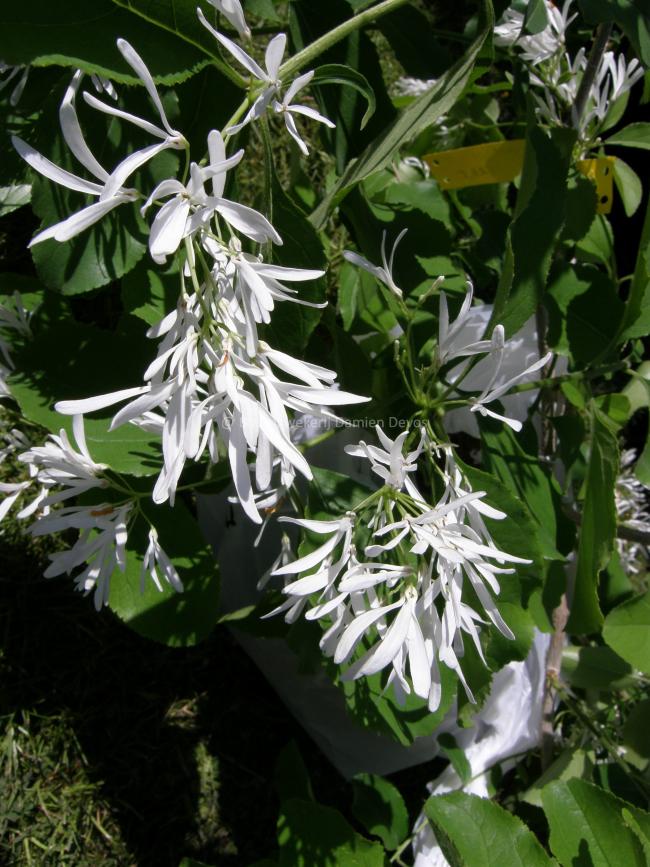 Chionanthus retusus
