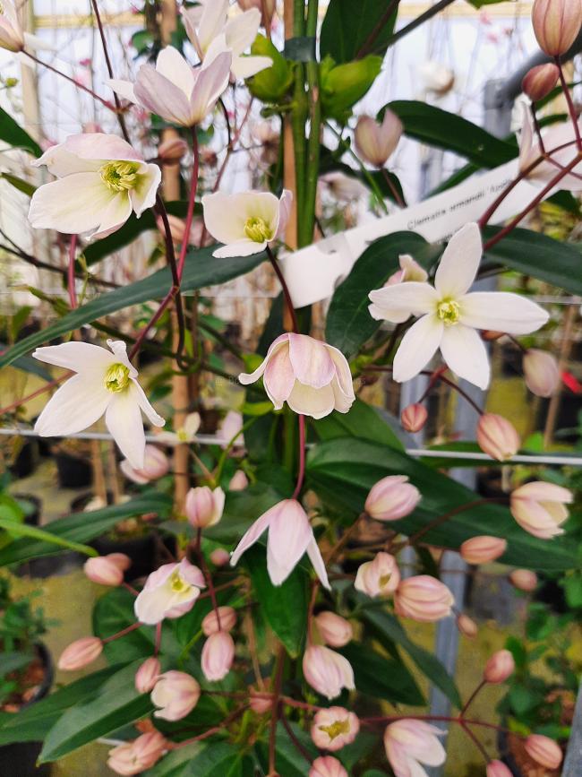 Clematis armandii 'Apple Blossom'