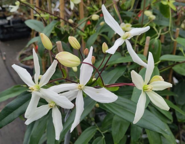 Clematis armandii 'Snowdrift'